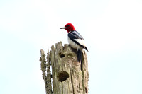 21-May-17 woodpecker
