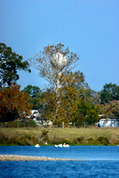 14-Nov-21 Avery Lake & Eagle Nest Cows @ Woodlake